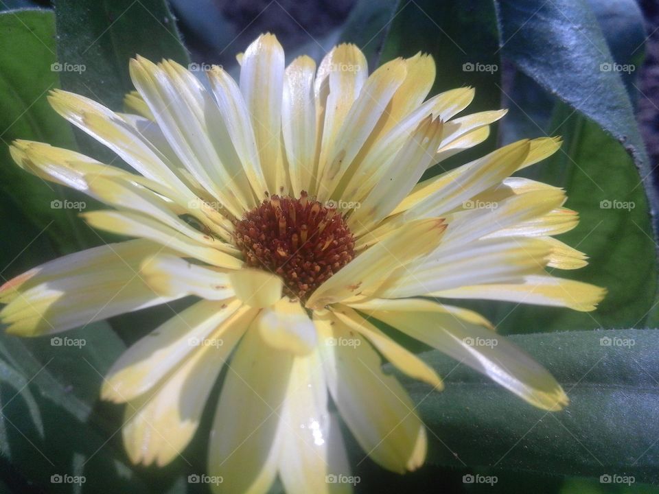 Flower, No Person, Nature, Garden, Flora