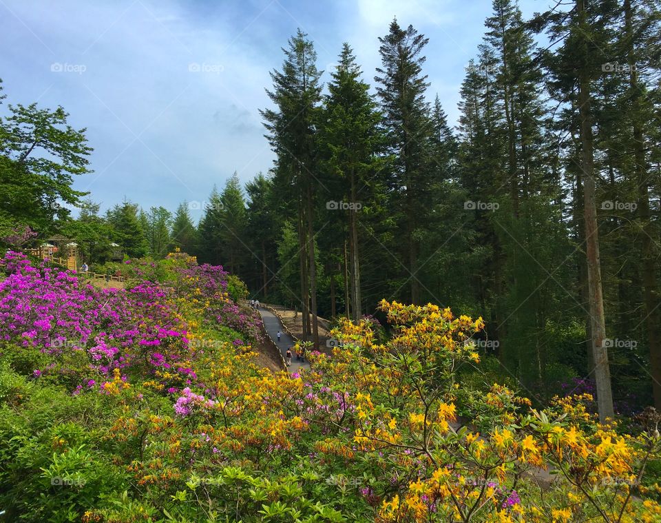 Azalea walk, Longleat forest, Center Parcs