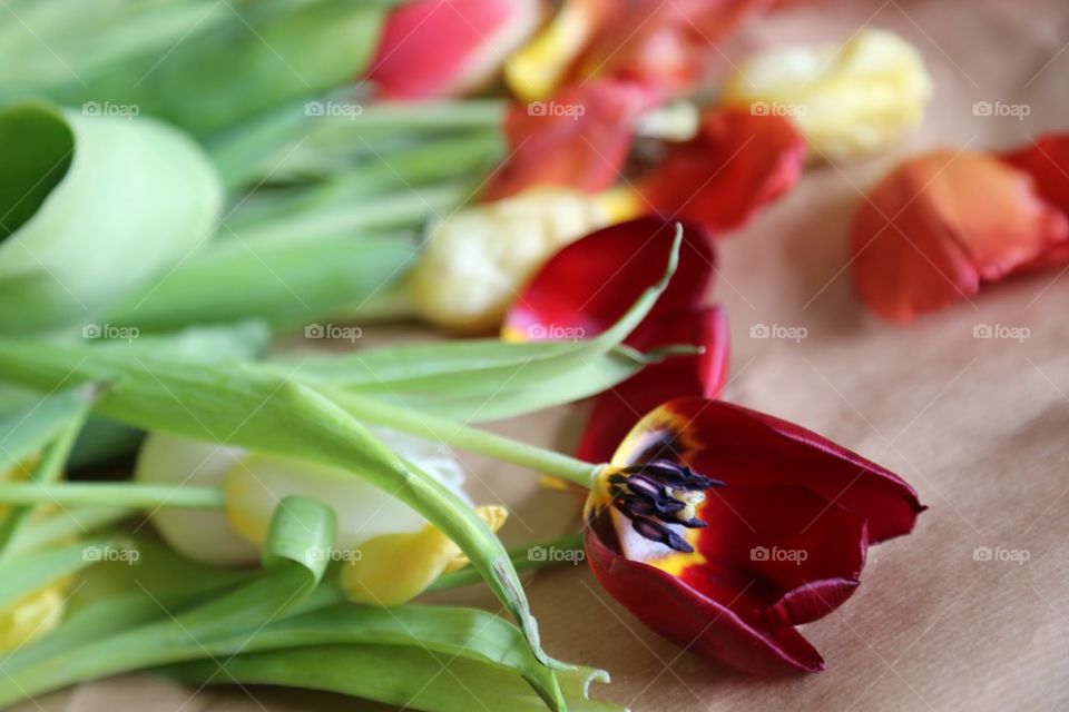 Tulips