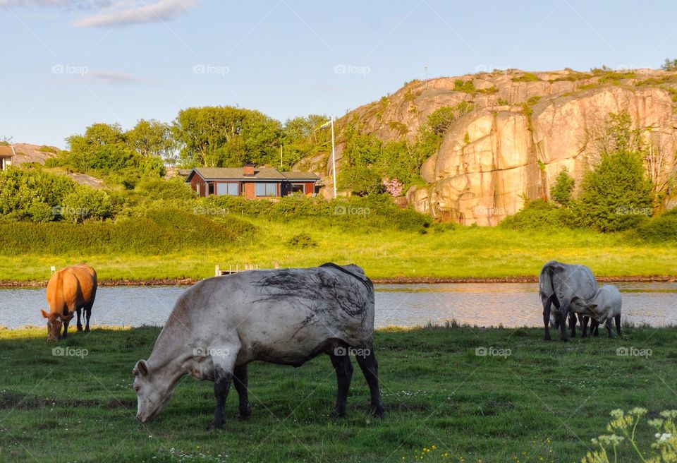Cows grazing in pasture near riverside