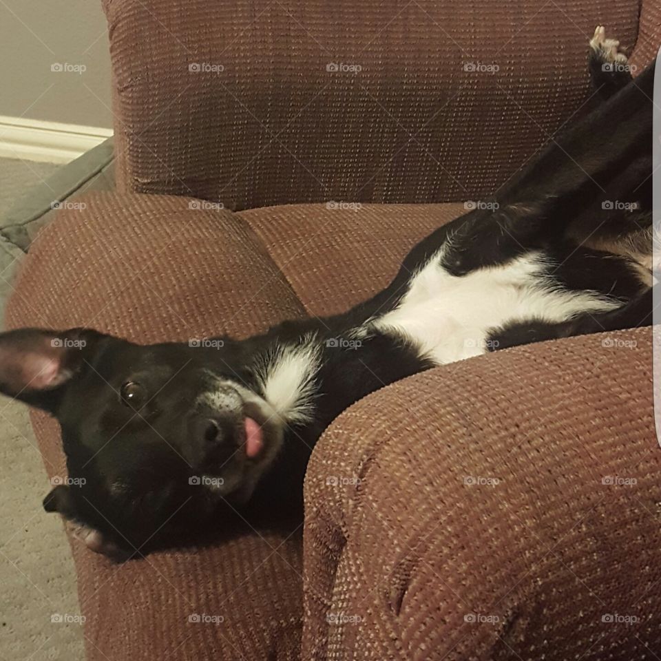 She likes to stick her tongue out at me when I take pictures of her. She's a little weird, but you gotta love her!