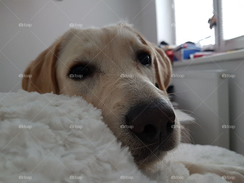Labrador resting on bed