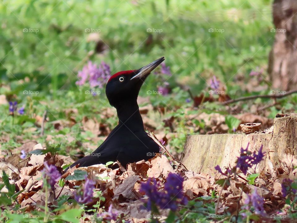 Black woodpecker in a spring park
