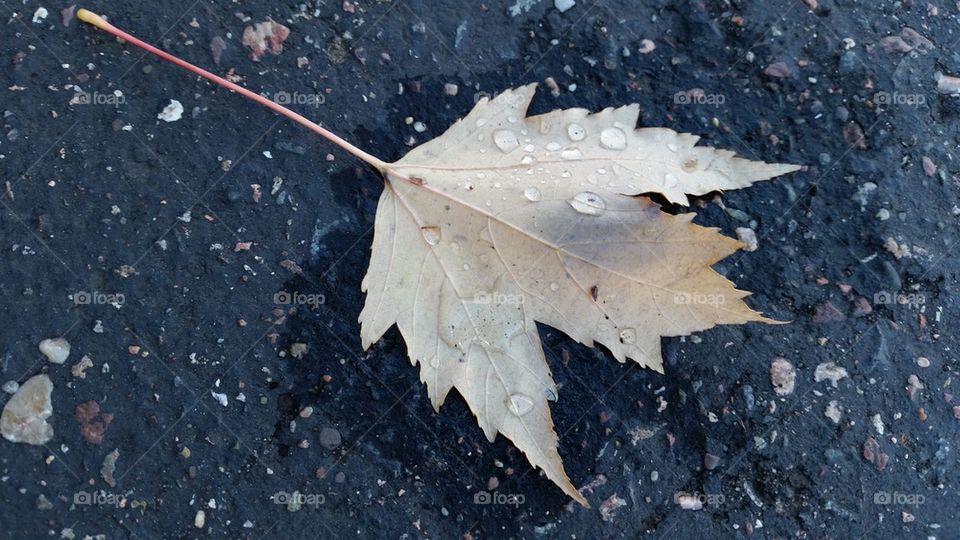 Alone In Autumn