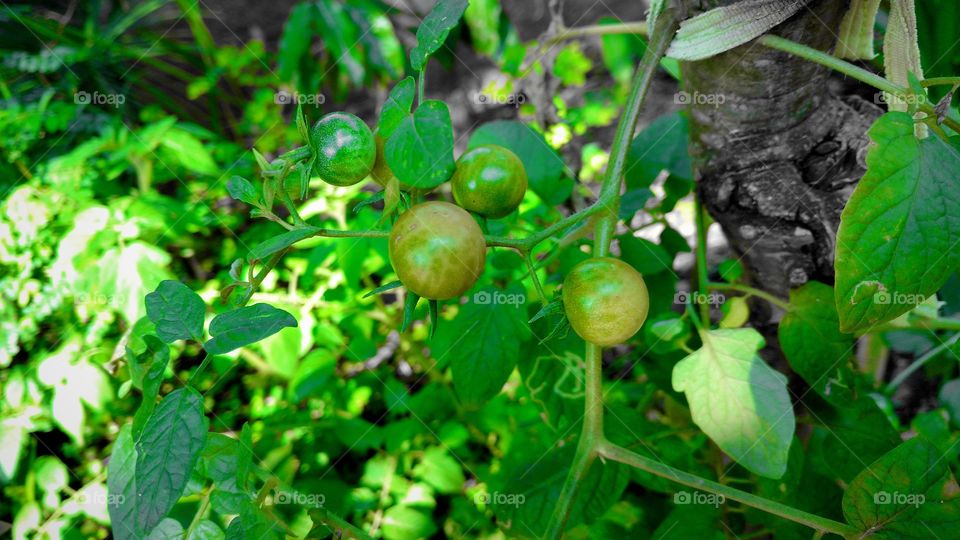 Tomatinhos verdinhos.