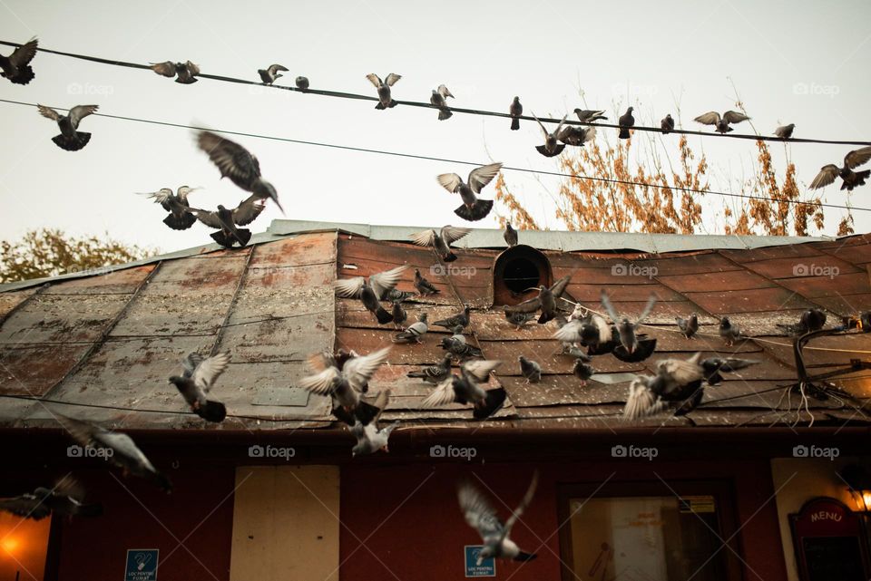 birds dancing