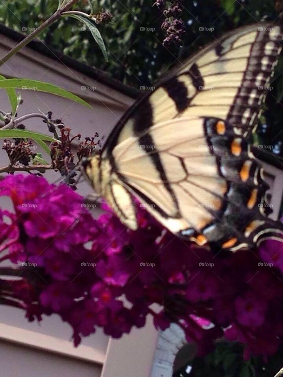 Butterfly on a butterfly bush 💕