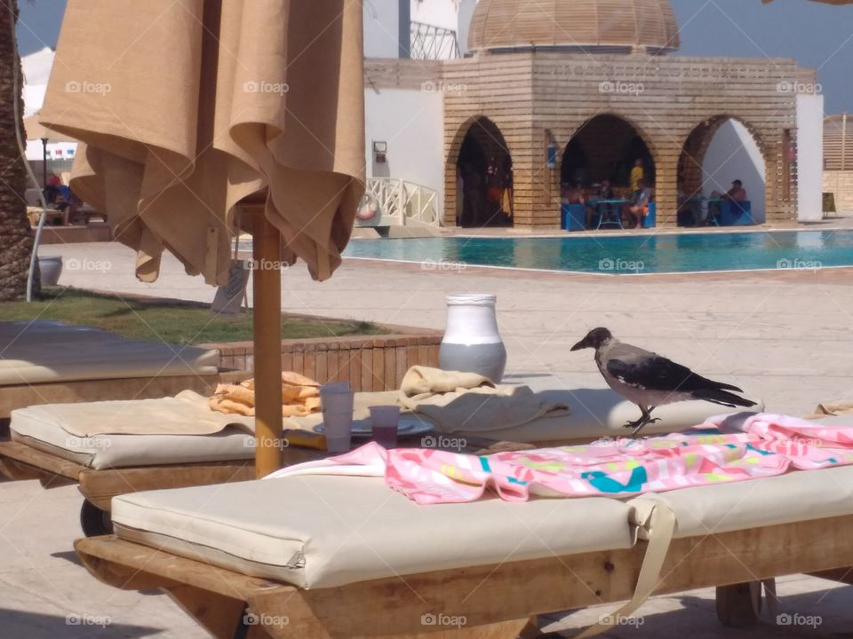 The crow steals food