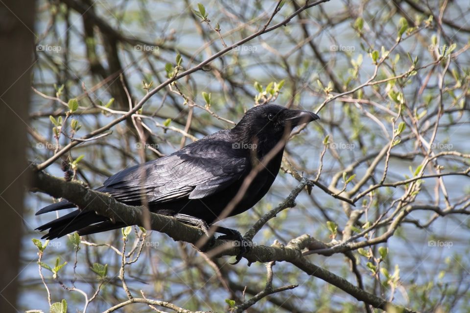 crow on a branch
