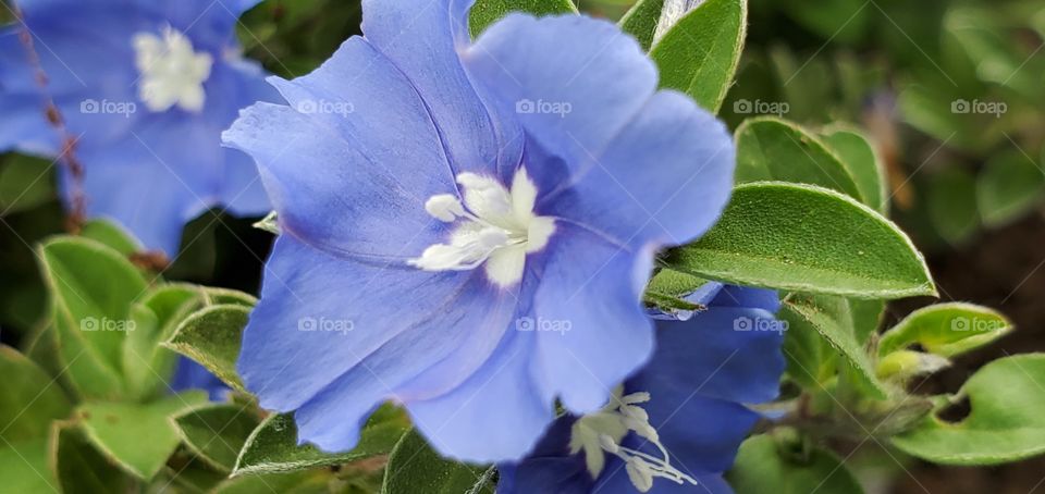 Baby Blue Flower