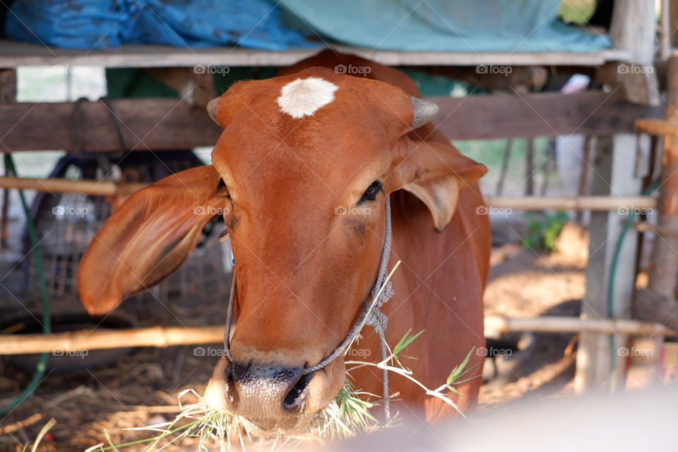 a 🐄 cow at Thailand