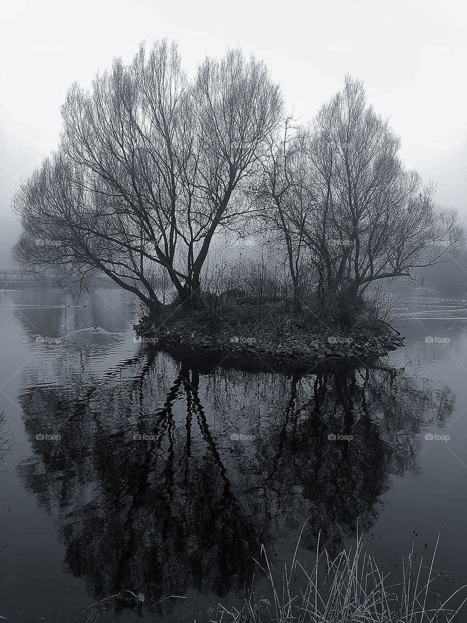 Spring landscape.  Black and white photo.  Trees grow on an island in the middle of the river.  Bare tree branches are reflected in the water