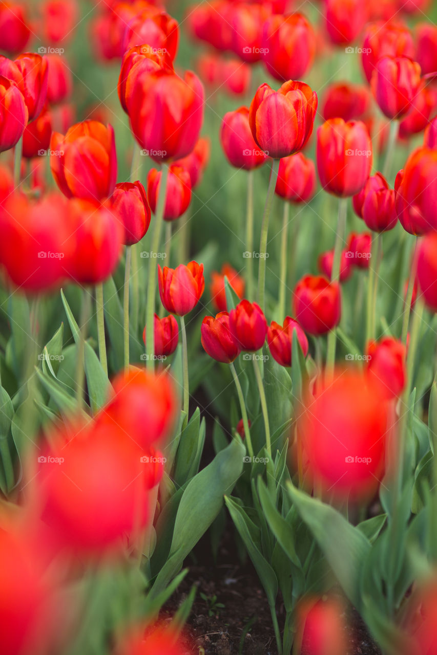 Group of red tulips in the park. Spring blurred background