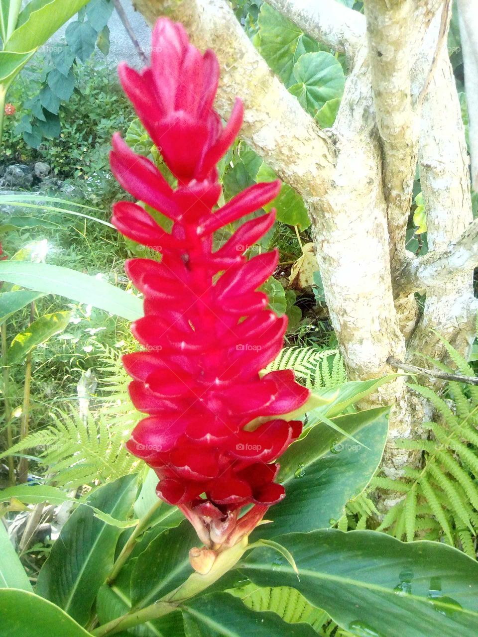 flowers comes in many different colors an must embrace ever beautiful flowers in the world and love them all.