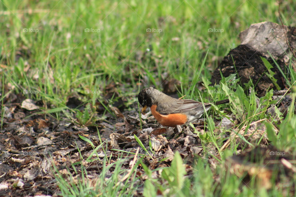 Robin in the spring