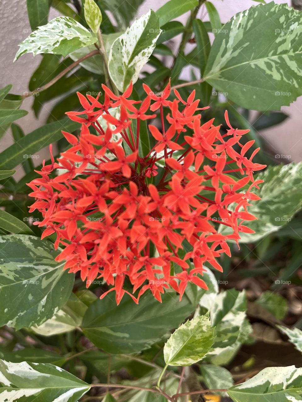 A Flower in a garden 