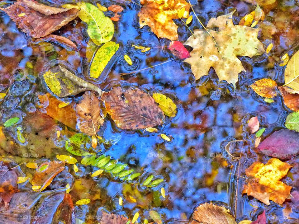 Fall leaves in the water