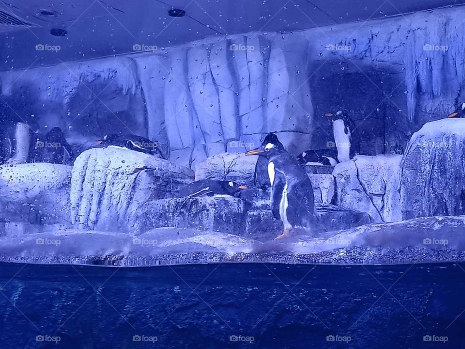Pingouin in the aquarium