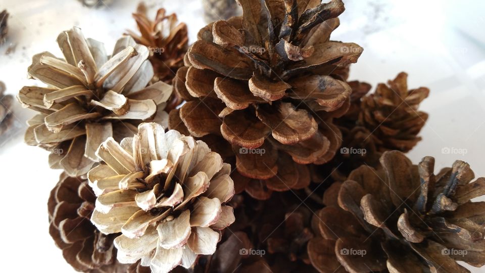 ne cone,  pine cones,  pinecone , pinecones,  seeds, seed, vessel, autumn, fall, seasonal, October,  Woodlands,  bleached,  bleaching,  bleach