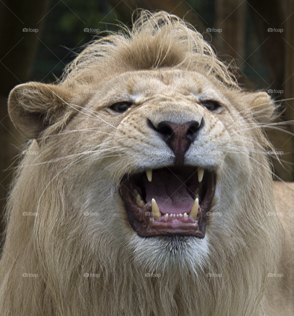 white teeth cat wild by gaillewisbraznell