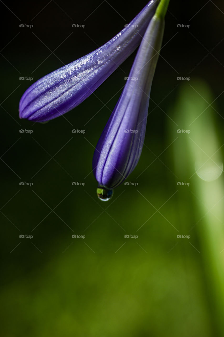Lily of the nile flower with a waterdroplet hanging