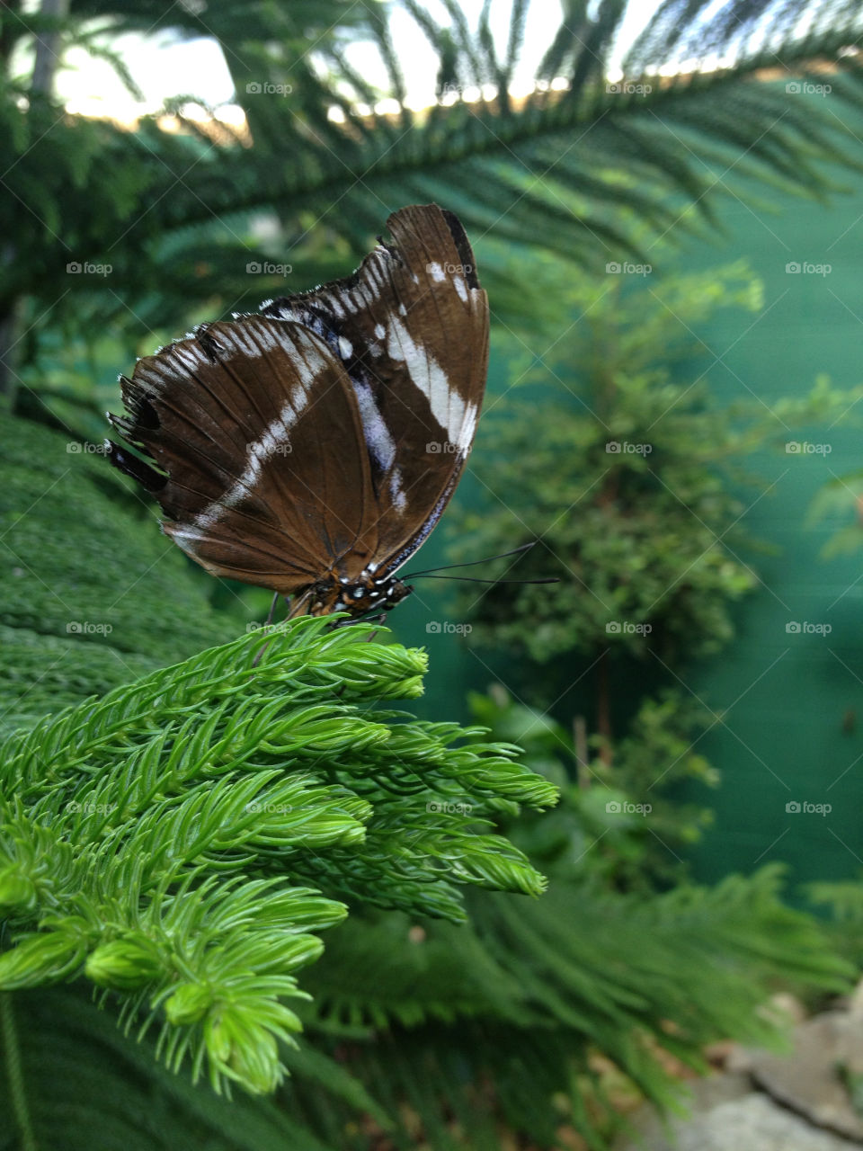 Brown butterfly on plant