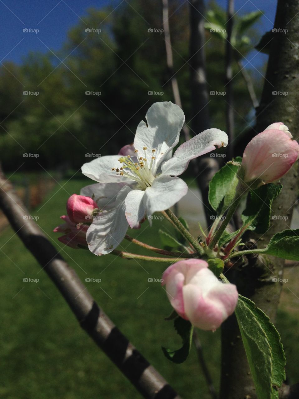 Apple Blossom