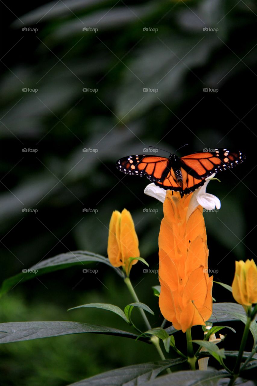Butterfly on orange flower