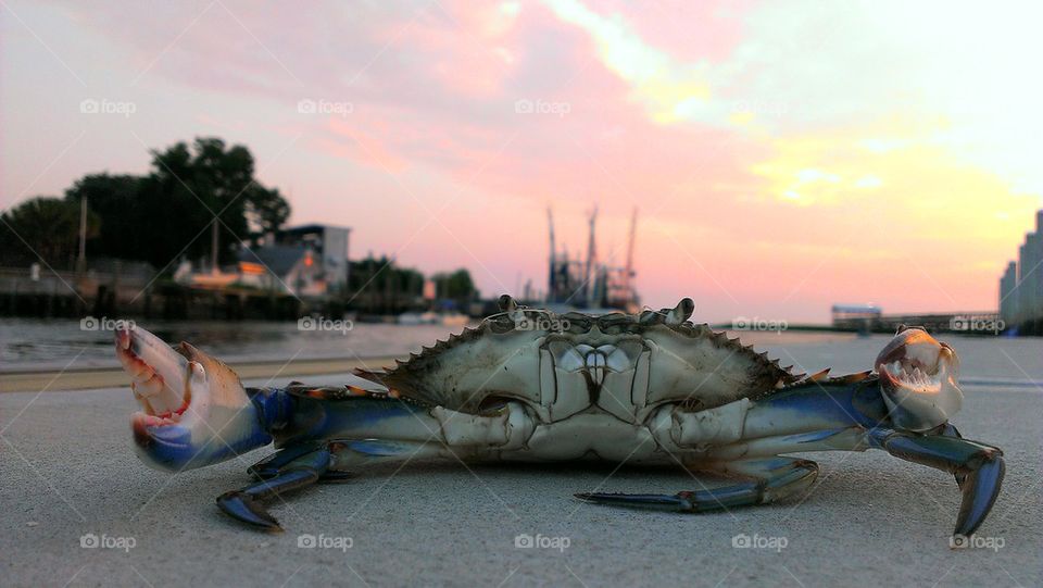 Close-up of blue crab