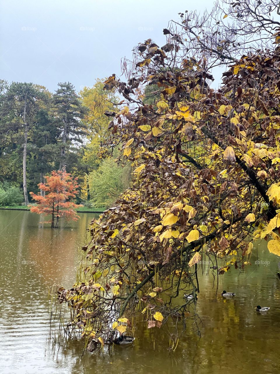 A lonely tree in the middle of the lake