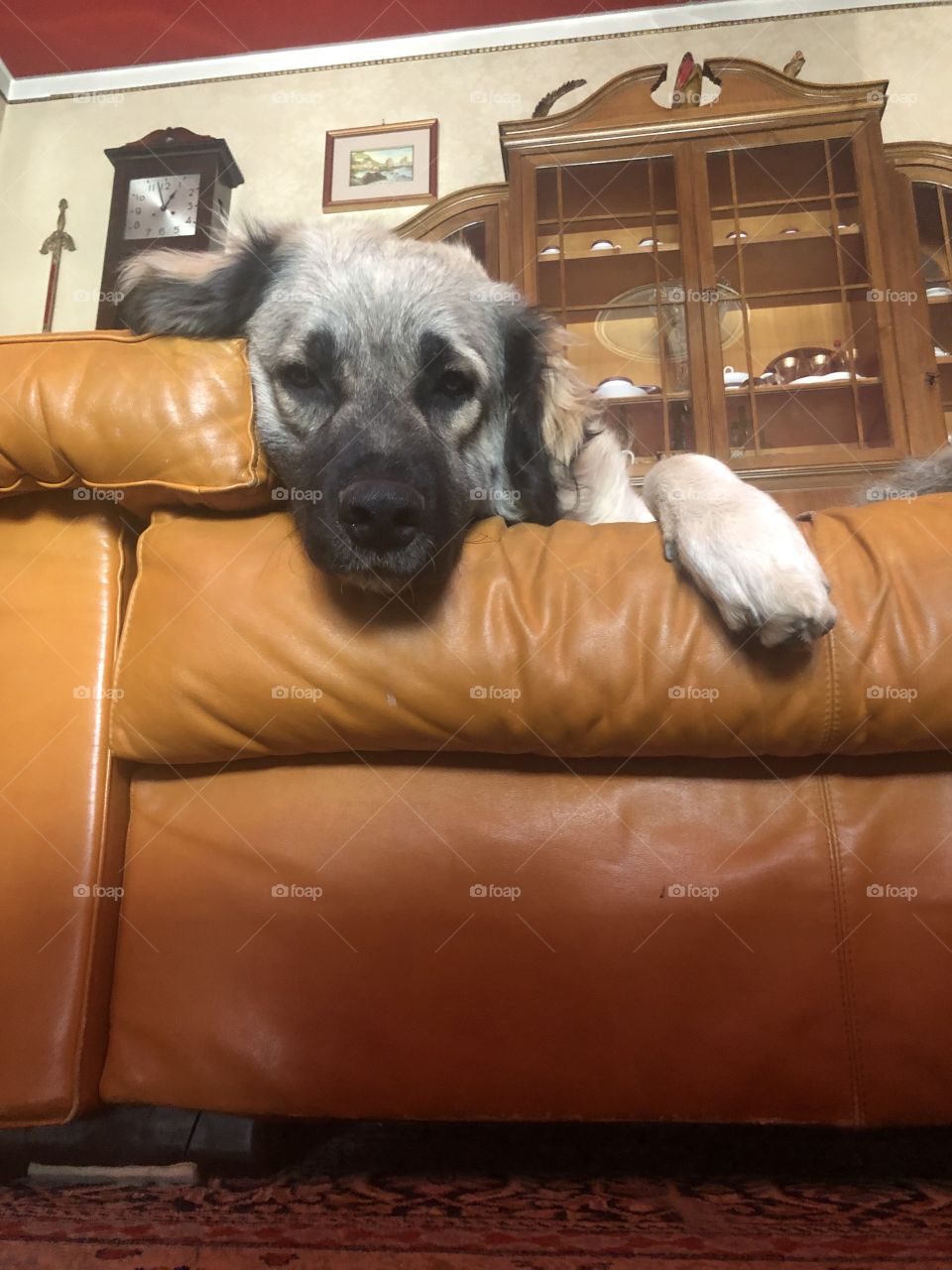 dog on sofa 