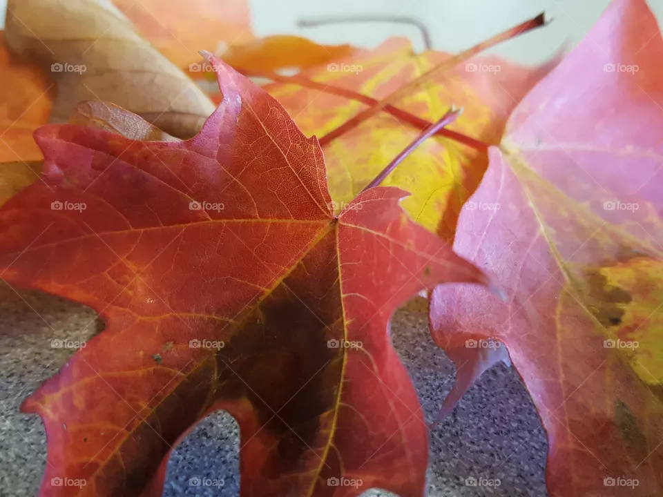 fall