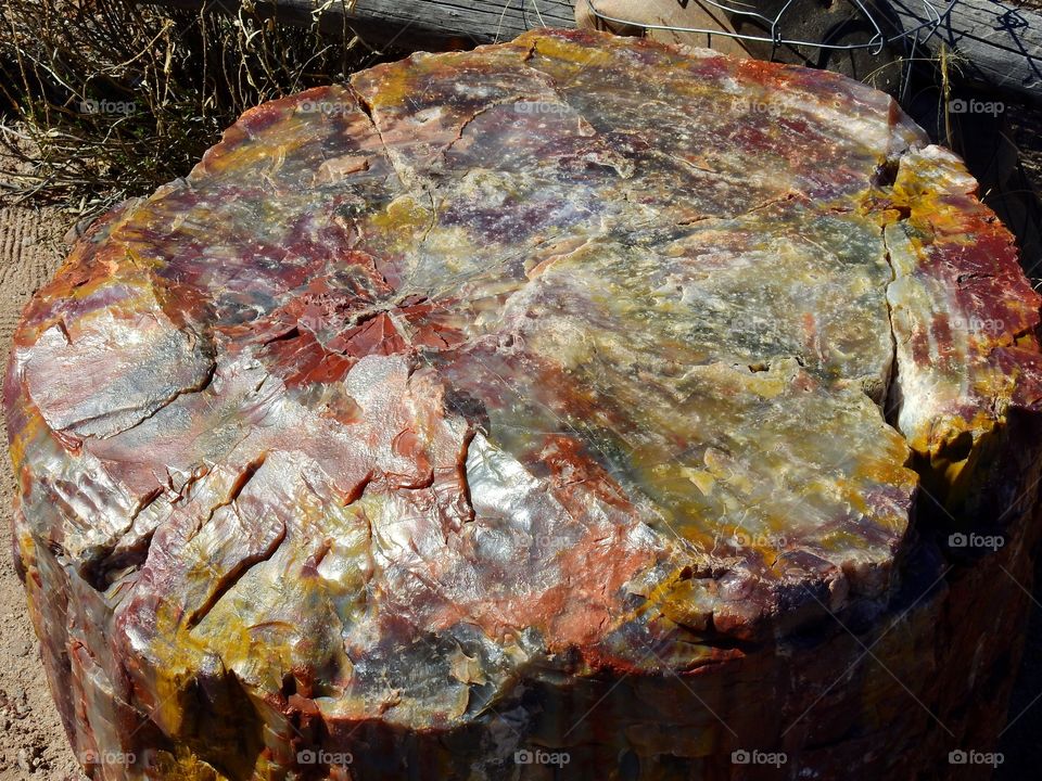 Petrified wood