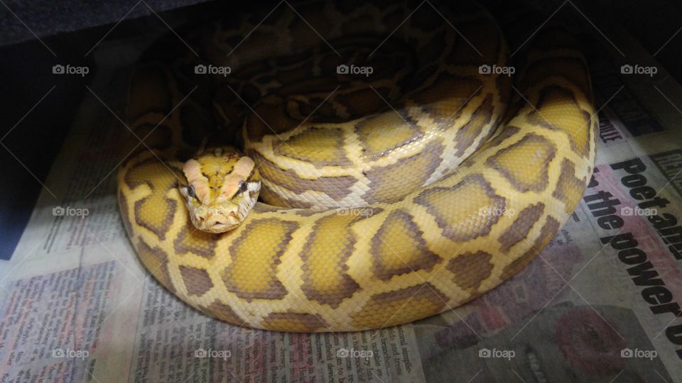 Took a snap of my male Caramel Burmese Python