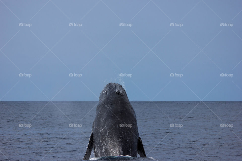 Australia - Mirimbula, whale breaching 