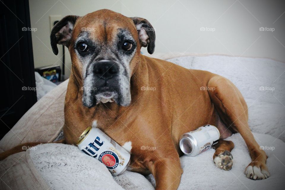 Looks like he’s run out of beers, not satisfied with his thirst. 