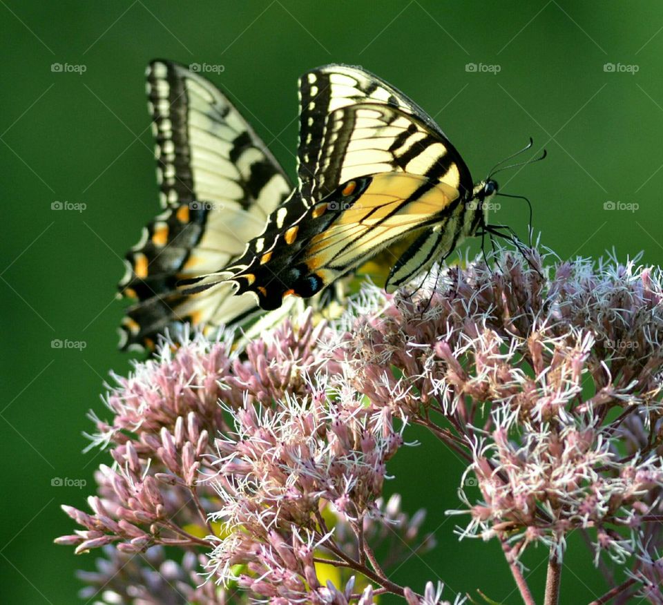 Two Tiger Swallowtail Butterflies