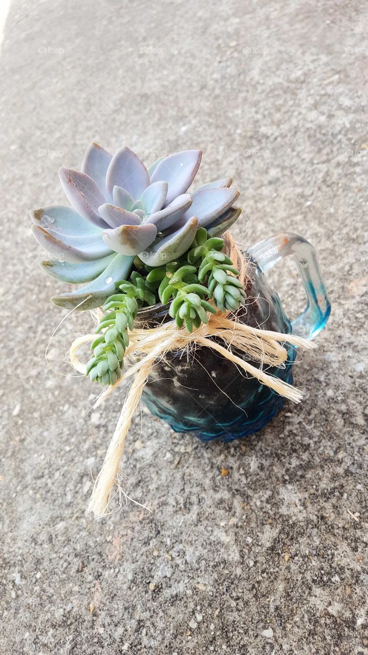 Succulents in a jar