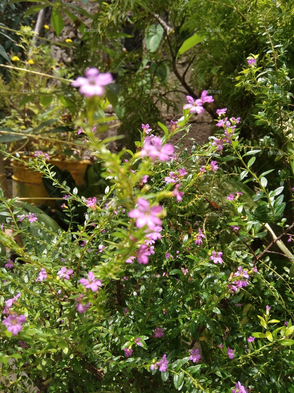 He aquí diminutas flores adornando el jardín ,una hermosa expresión de la naturaleza..