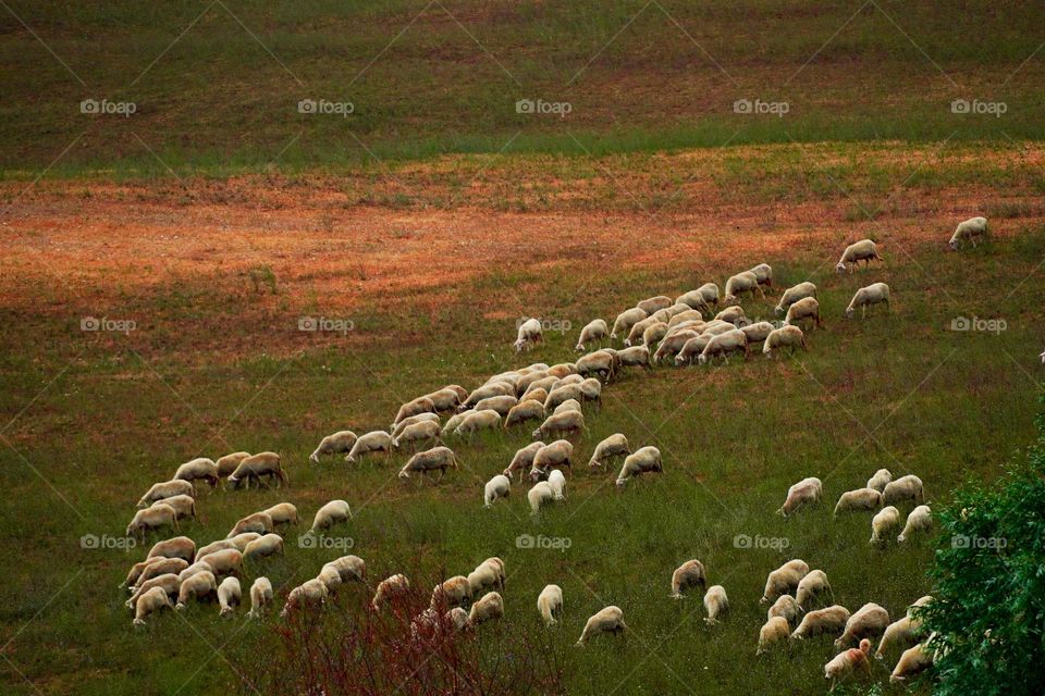 A flock of sheep grazing in a meadow