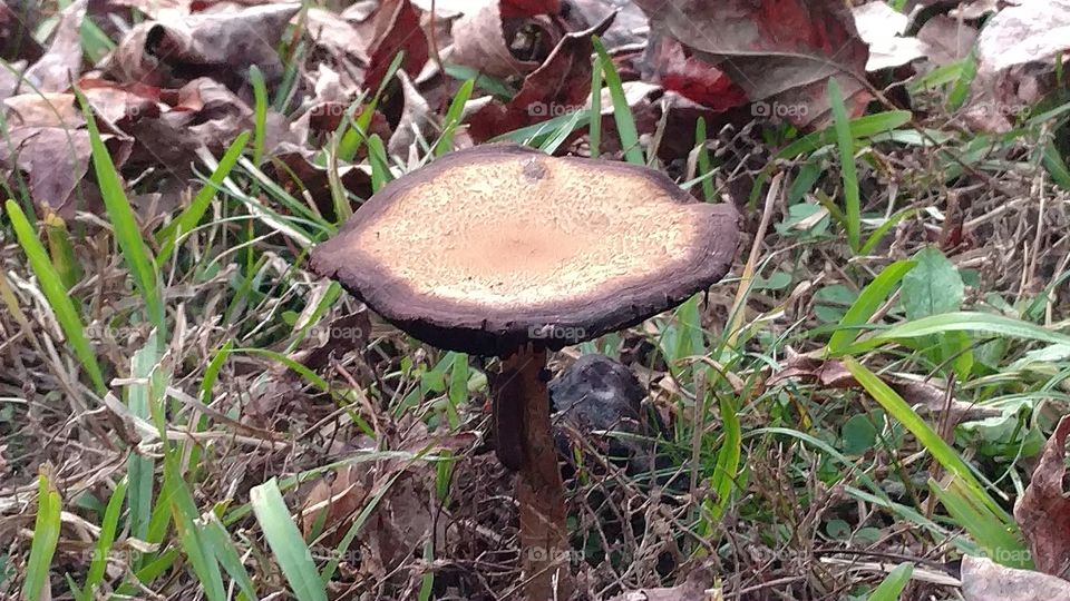 Fungus, Mushroom, Nature, Wood, Food