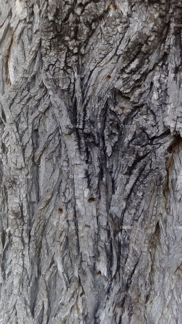 Tree texture.