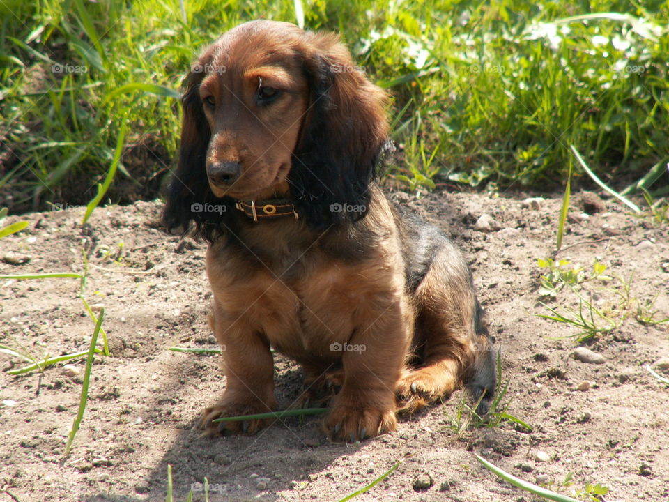 little brown dog