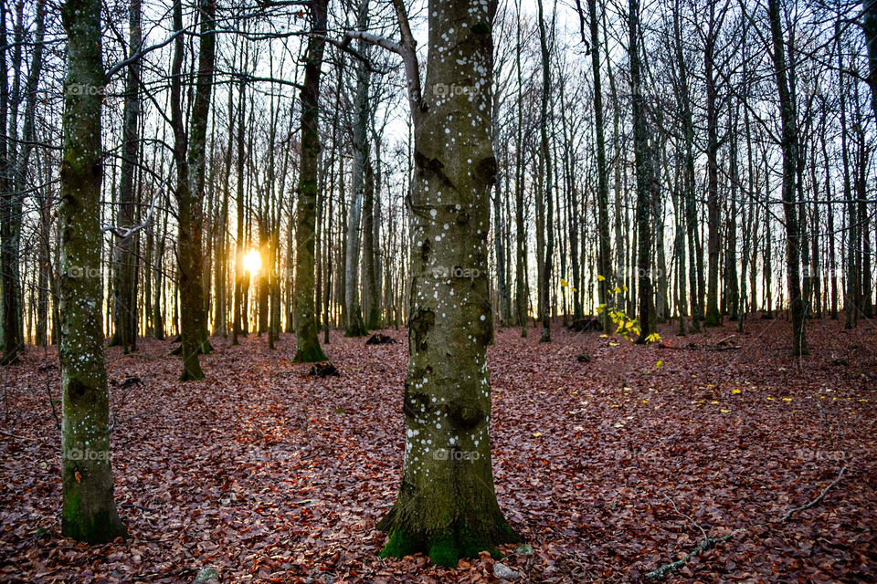 Beechforest in Larvik. 