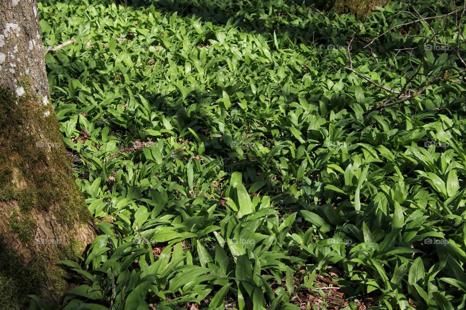 Young wild garlic growing next to a tree in the forest