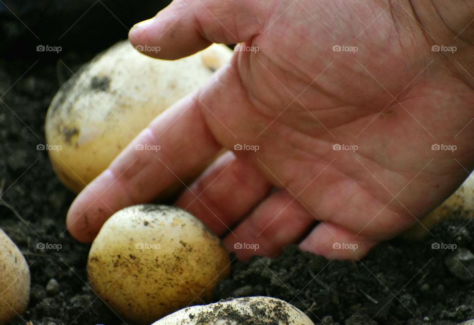 hand picking potatoes seen from the ground