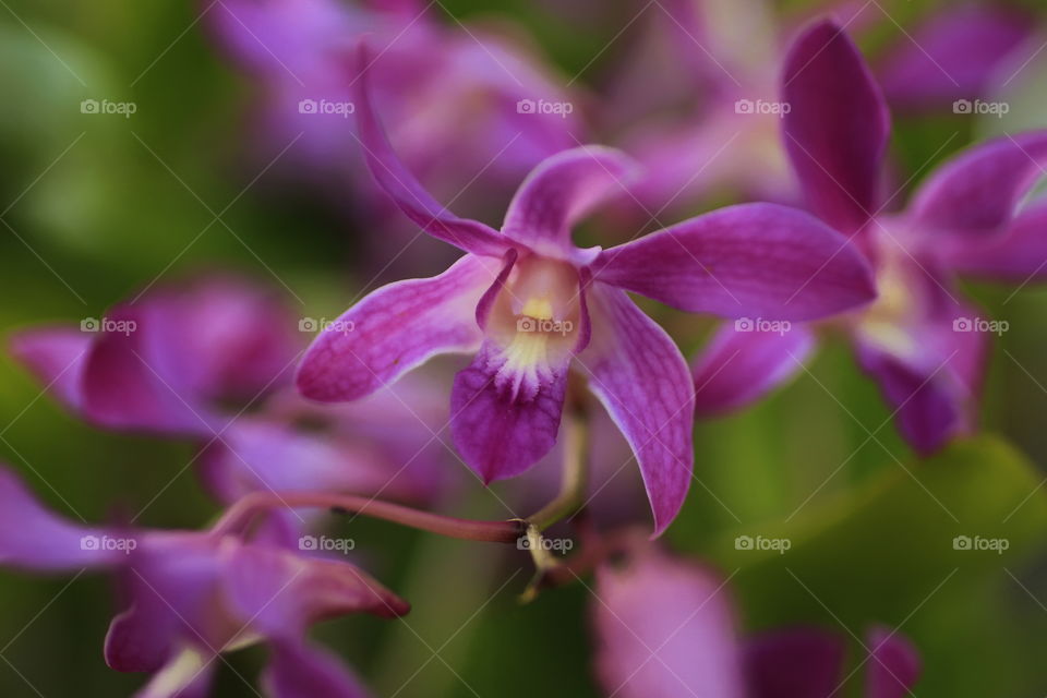 Orchid 