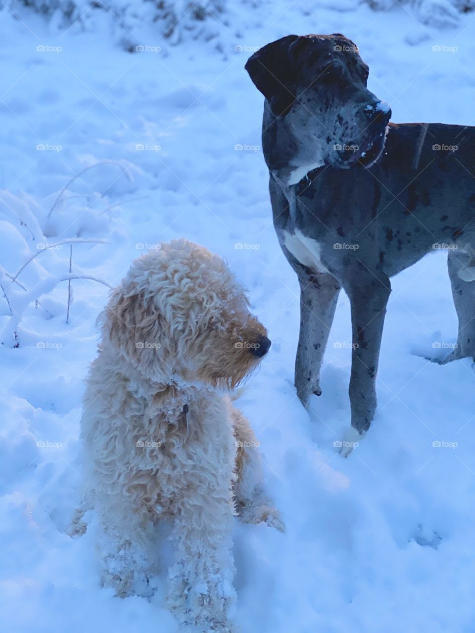 Dogs (Golden Retriever/Poodle and Great Dane/Mastiff mix) enjoying the winter storm in Northeast Pennsylvania USA