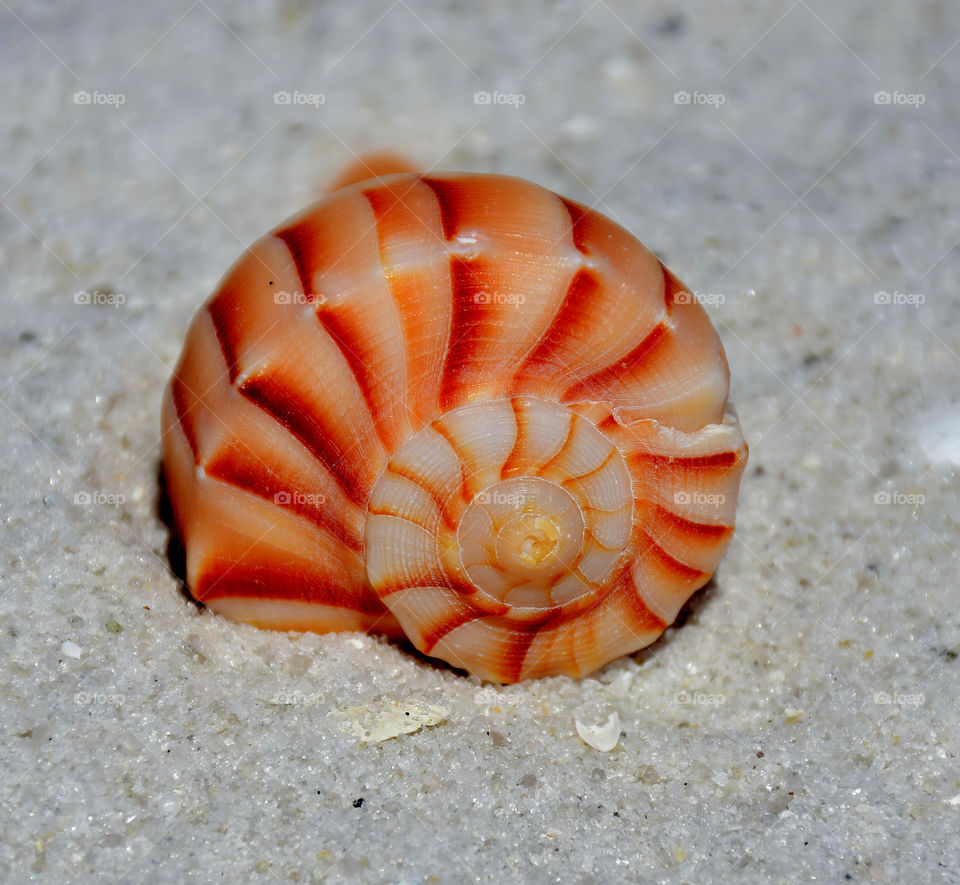 Orange seashell