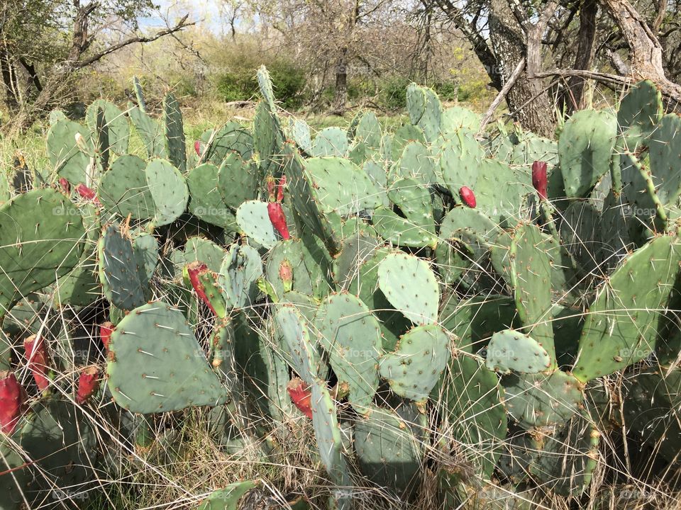 Cactus 